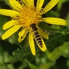 Sphaerophoria interrupta