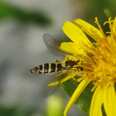 Sphaerophoria interrupta