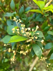 Syzygium smithii