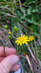 Senecio colensoi