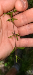 Coprosma linariifolia
