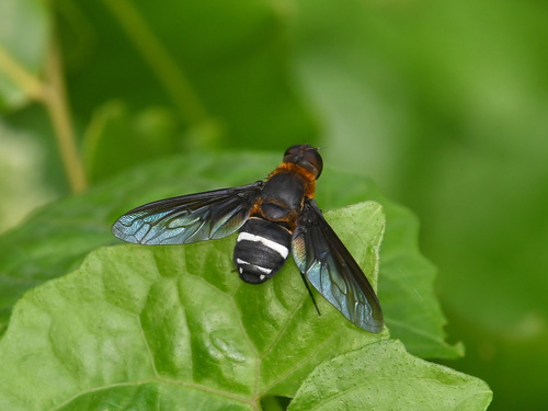 Ligyra formosana