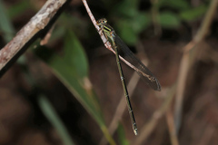Pseudagrion ignifer