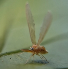 Peggiopsis
