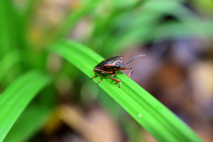 Pinthaeus sanguinipes