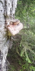 Fomitopsis betulina