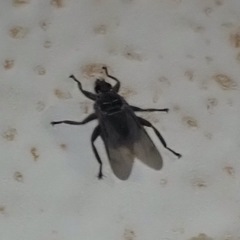 Pseudolynchia canariensis