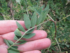 Astragalus