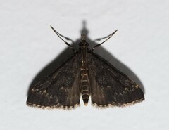 Proternia philocapna