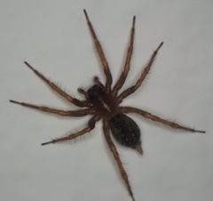 Lycosoides coarctata