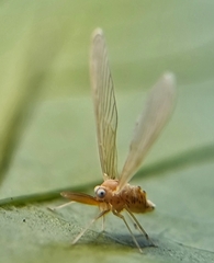 Peggiopsis