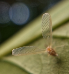 Peggiopsis