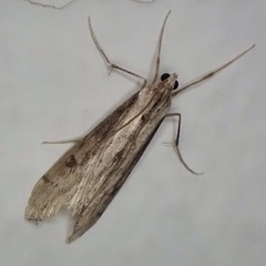 Evergestis isatidalis