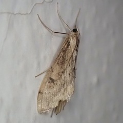 Evergestis isatidalis