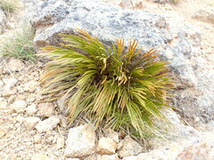 Aciphylla montana montana