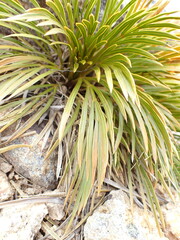 Aciphylla montana montana