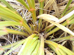 Aciphylla montana montana