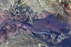 Macroctopus maorum