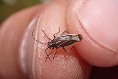 Horistus orientalis