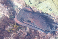 Macroctopus maorum