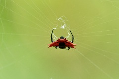 Gasteracantha signifera