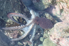 Macroctopus maorum
