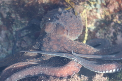 Macroctopus maorum