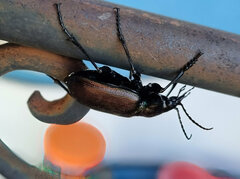 Calosoma oceanicum