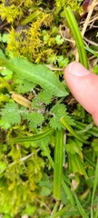 Urtica sykesii