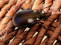Calosoma oceanicum