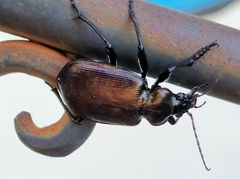 Calosoma oceanicum