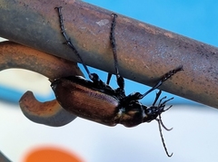 Calosoma oceanicum