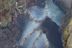 Macroctopus maorum