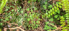 Urtica sykesii