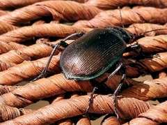 Calosoma oceanicum