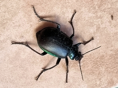 Calosoma oceanicum