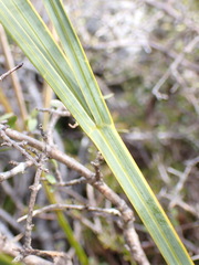 Aciphylla scott-thomsonii