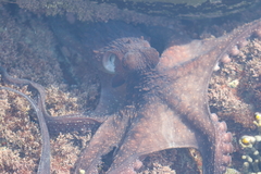 Macroctopus maorum