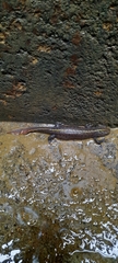 Triturus carnifex