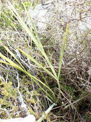 Aciphylla scott-thomsonii