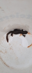 Triturus carnifex