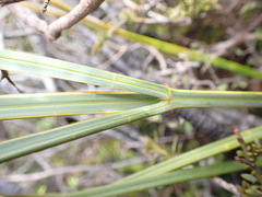 Aciphylla scott-thomsonii