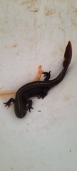 Triturus carnifex