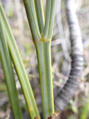 Aciphylla scott-thomsonii