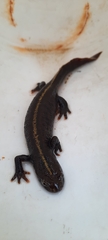Triturus carnifex