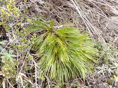 Aciphylla montana montana