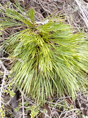 Aciphylla montana montana