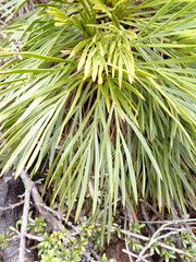Aciphylla montana montana