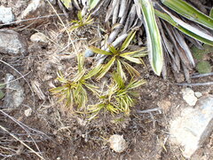 Aciphylla monroi