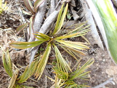 Aciphylla monroi